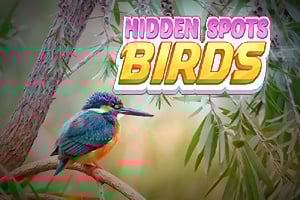 Read more about the article Secret Spots – Birds